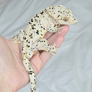 잉크 (페일라인)