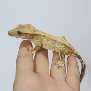 옐로우 크림 크림시클 드리피