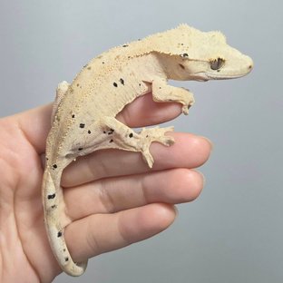 달마시안 슈퍼달마시안