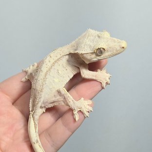 25YG1
