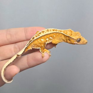 옐로우 크림시클