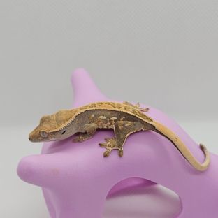 동배