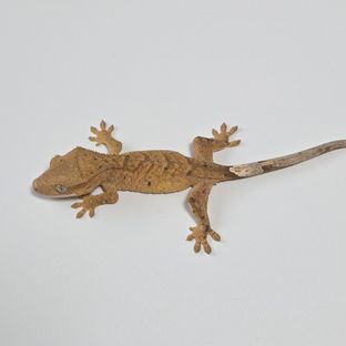 슈퍼달마시안