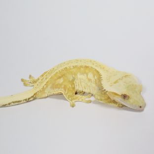 레몬