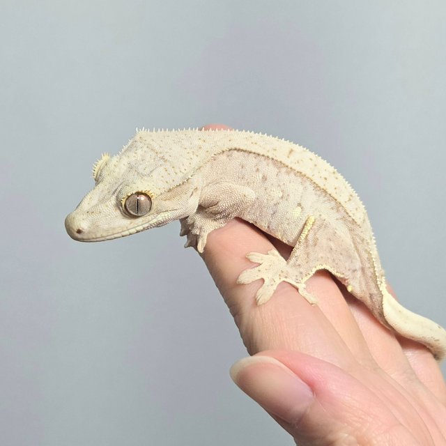 크림 옐로우 팬텀