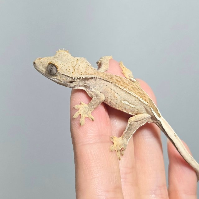 크림 옐로우 쿼드 화이트스팟 팬텀