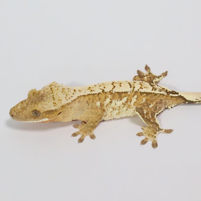 옐로우 크림 크림시클 화이트스팟 화이트포트홀