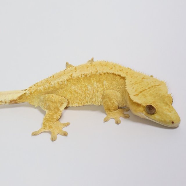 옐로우 크림시클