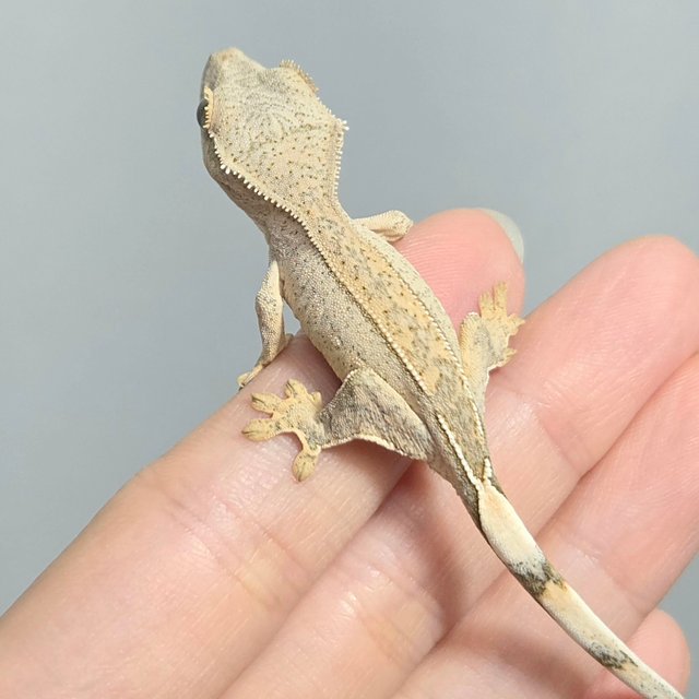 크림 옐로우 패턴리스 팬텀