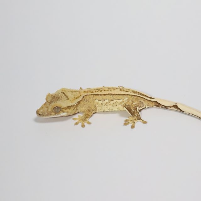 크림 옐로우 크림시클 풀핀
