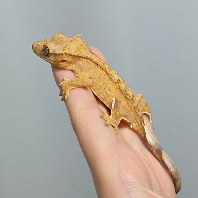 옐로우 브린들 팬텀