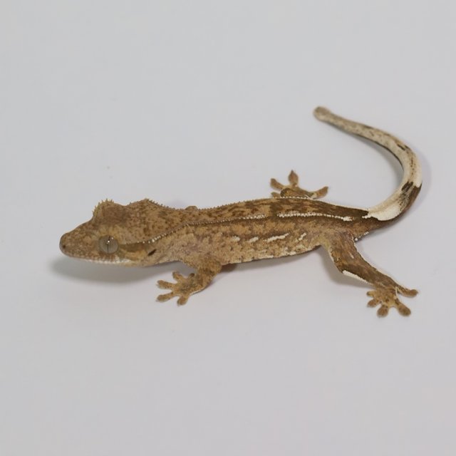 팬텀 브린들 옐로우 크림 크림시클