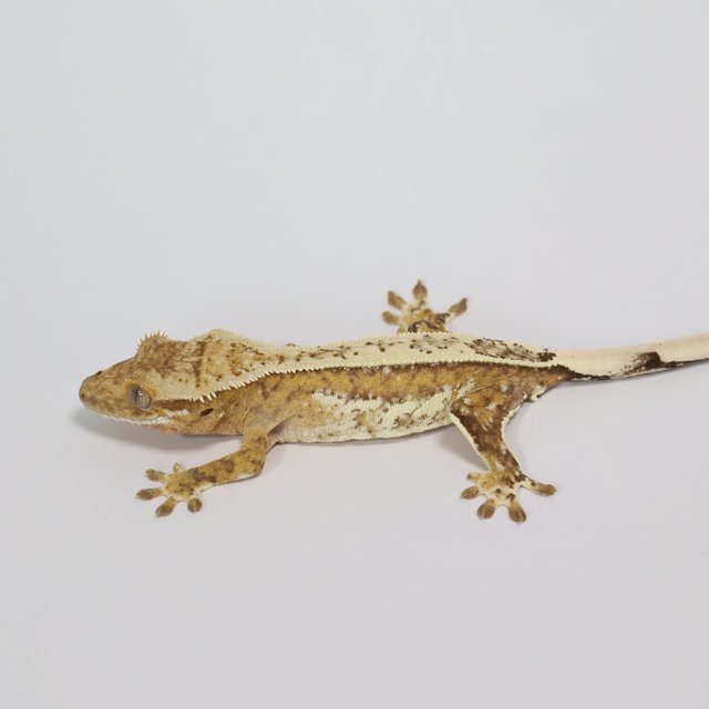 노멀 옐로우 크림시클