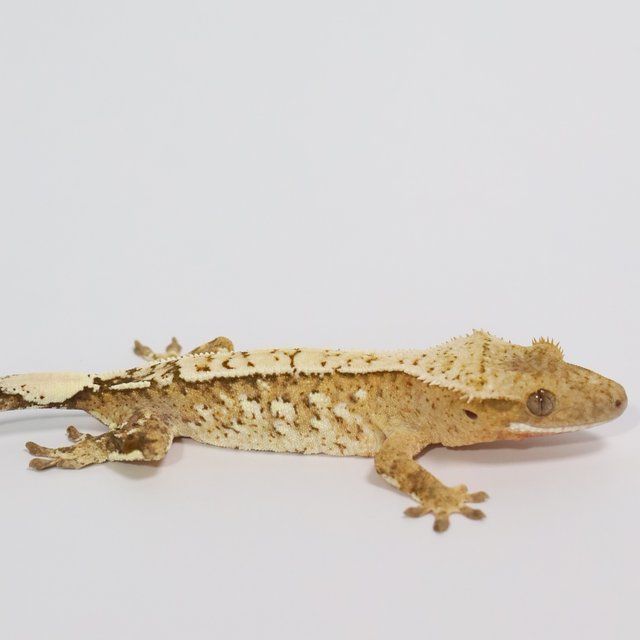 옐로우 크림 크림시클 화이트스팟 화이트포트홀