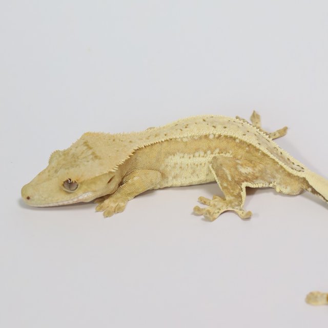 노멀 옐로우 크림 크림시클 드리피