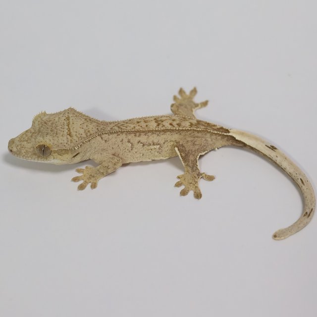 팬텀 옐로우 브린들 크림시클