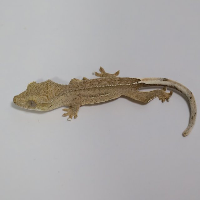 팬텀 브린들 옐로우 크림 크림시클