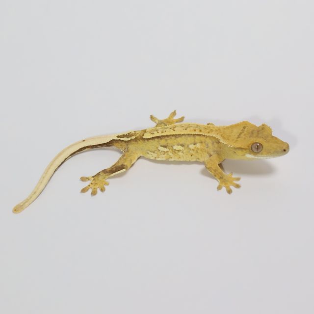 옐로우 크림 크림시클