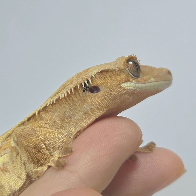 옐로우 크림 크림시클 드리피