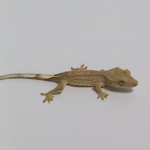 팬텀 브린들 옐로우 크림 크림시클