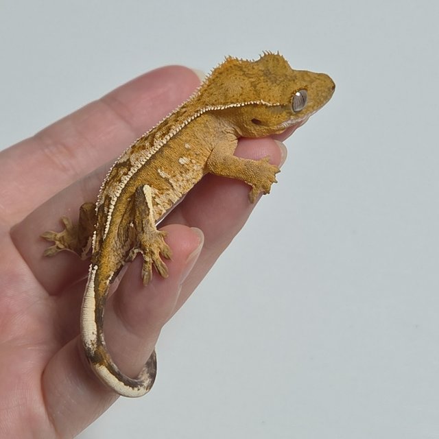 옐로우 크림 크림시클