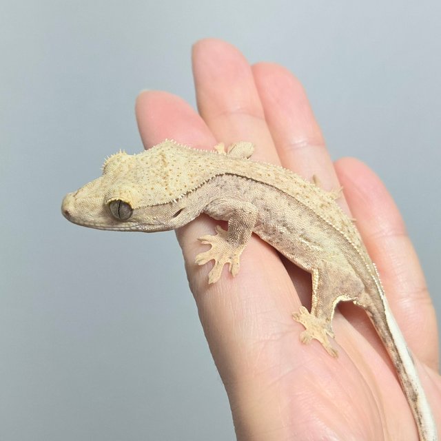 크림 옐로우 팬텀