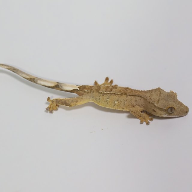 팬텀 브린들 옐로우 크림시클