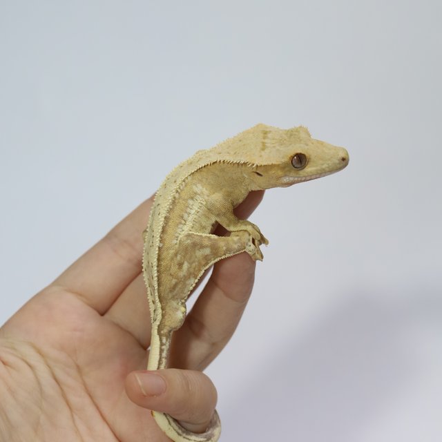 노멀 옐로우 크림 크림시클 드리피