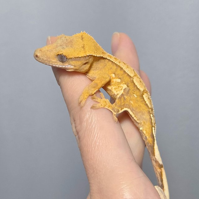 옐로우 크림시클