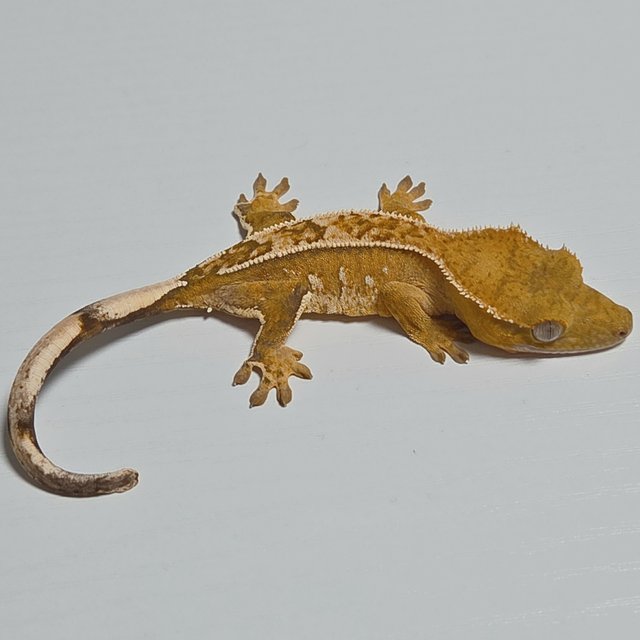 옐로우 크림 크림시클