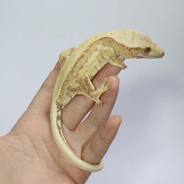 옐로우 크림 크림시클 스트로베리