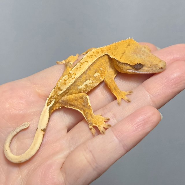 옐로우 크림시클