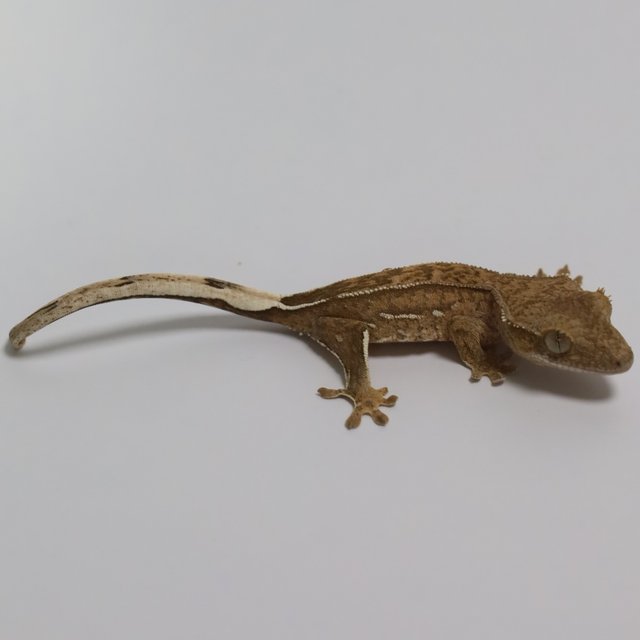 팬텀 브린들 옐로우 크림 크림시클