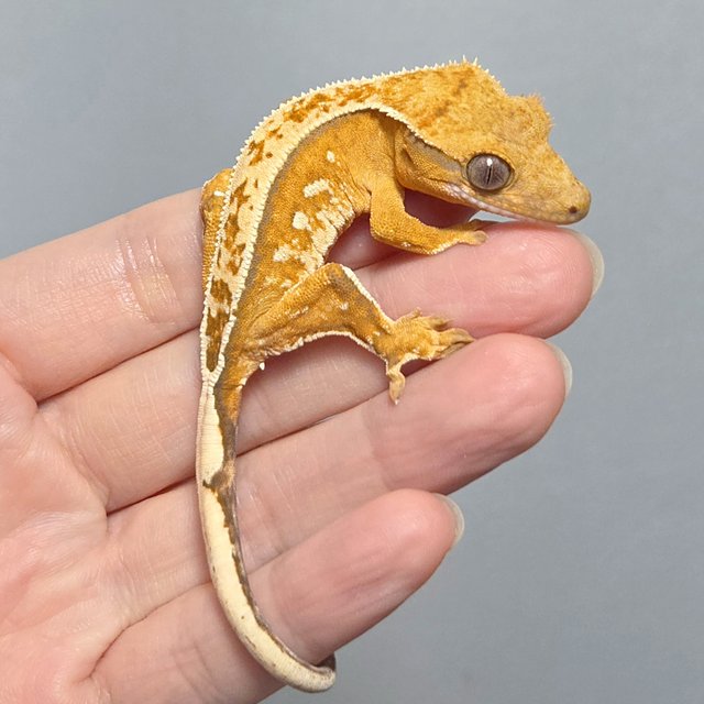 옐로우 크림시클