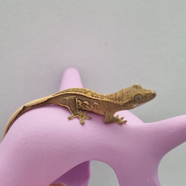노멀 크림시클 옐로우 풀핀