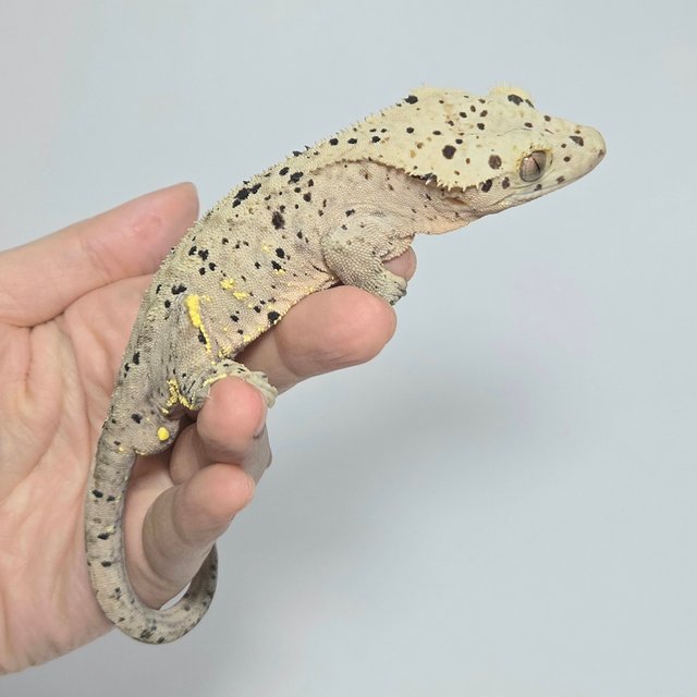 달마시안 슈퍼달마시안