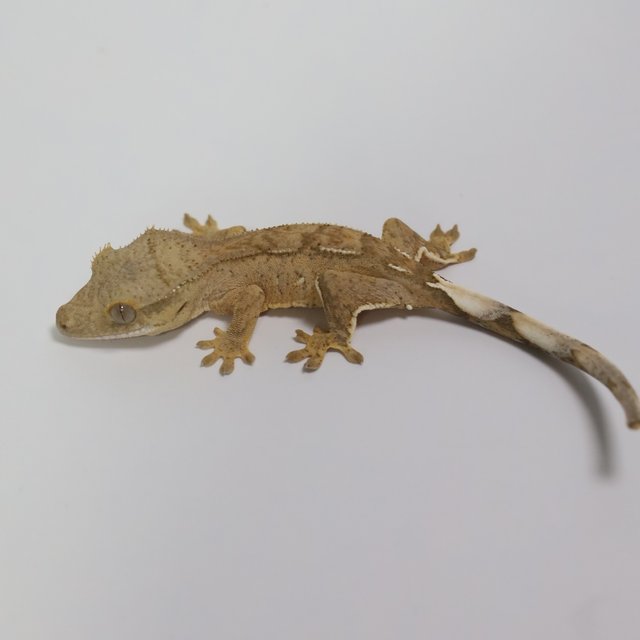 팬텀 브린들 옐로우 크림시클