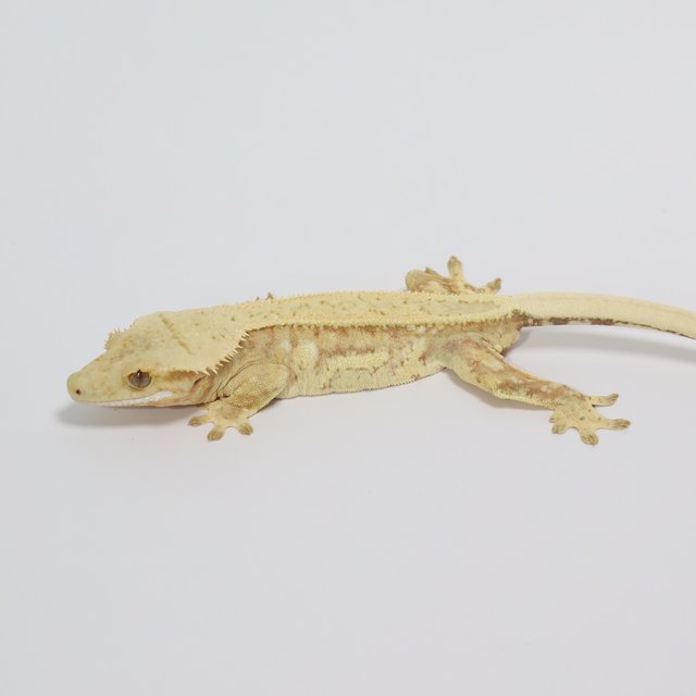 옐로우 크림 크림시클 스트로베리