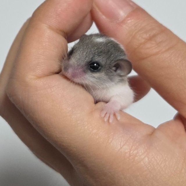 오레오