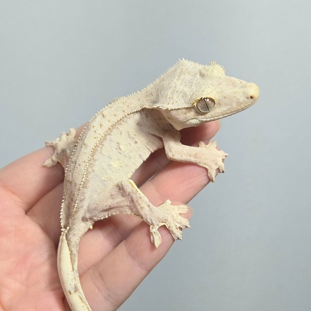 크림 옐로우 팬텀