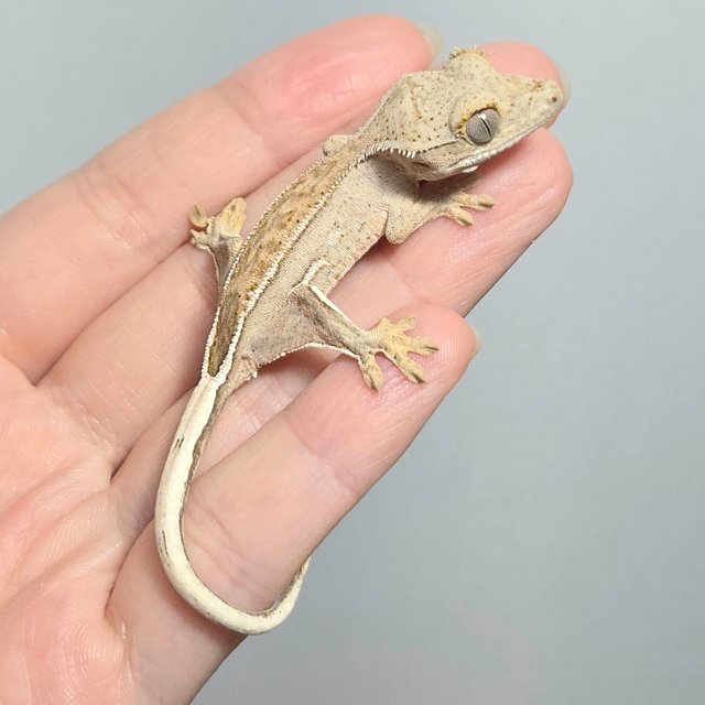 크림 옐로우 쿼드 화이트스팟 팬텀