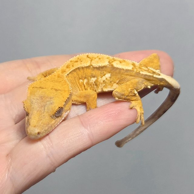 옐로우 크림시클