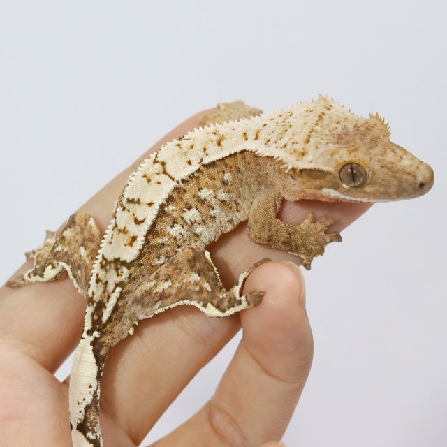 옐로우 크림 크림시클 화이트스팟 화이트포트홀