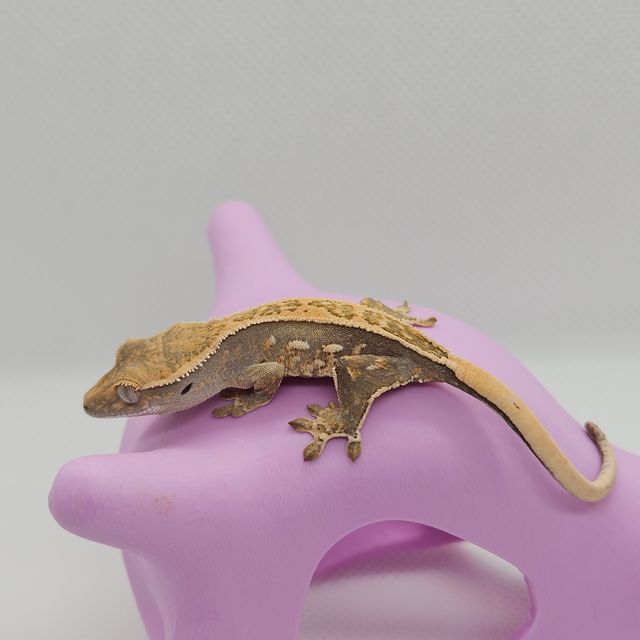 노멀 풀핀 옐로우