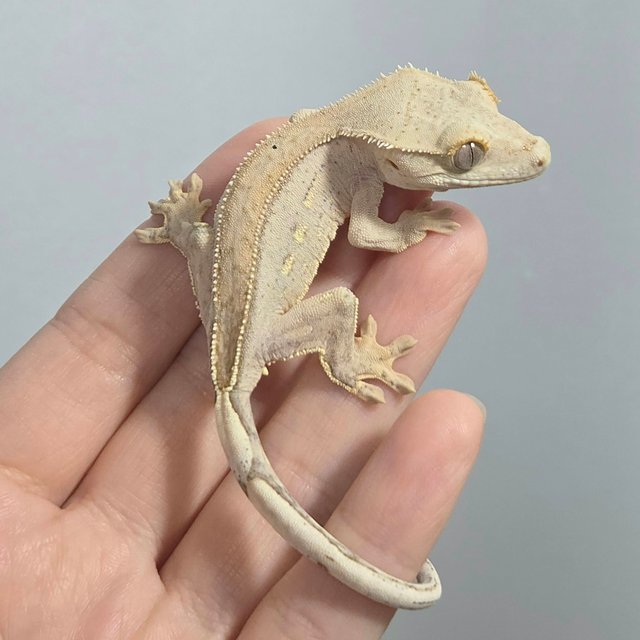 크림 옐로우 팬텀