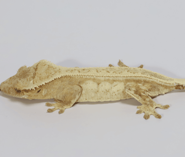 옐로우 크림시클 드리피 화이트스팟