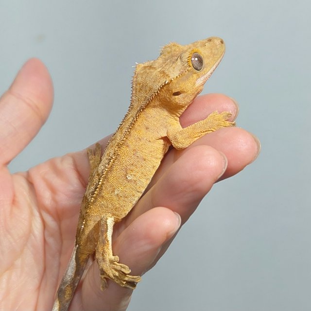 옐로우 브린들 팬텀