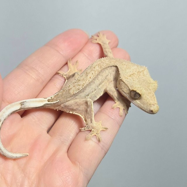 크림 옐로우 팬텀