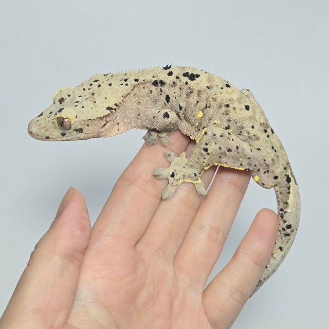 달마시안 슈퍼달마시안