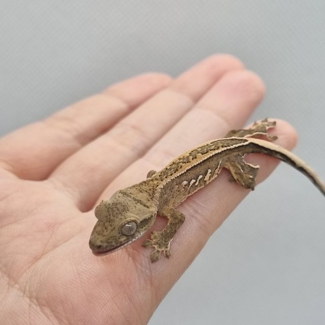 노멀 크림시클 옐로우 풀핀